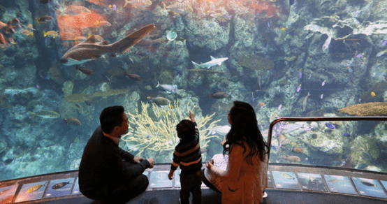 太平洋水族馆看水生物