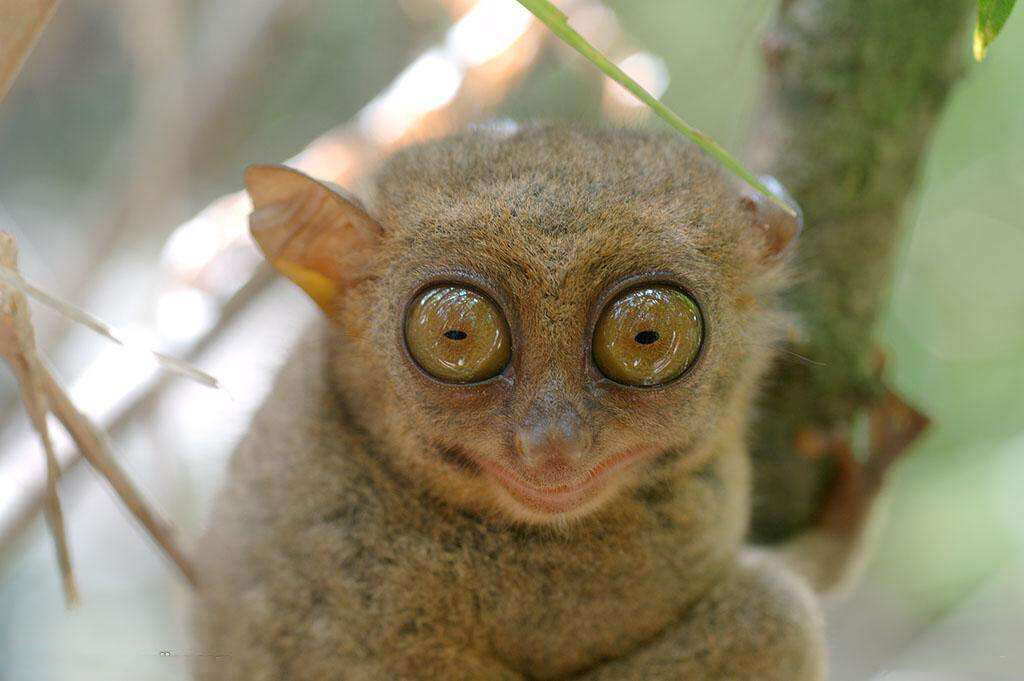 马达加斯加大眼睛猴子图片